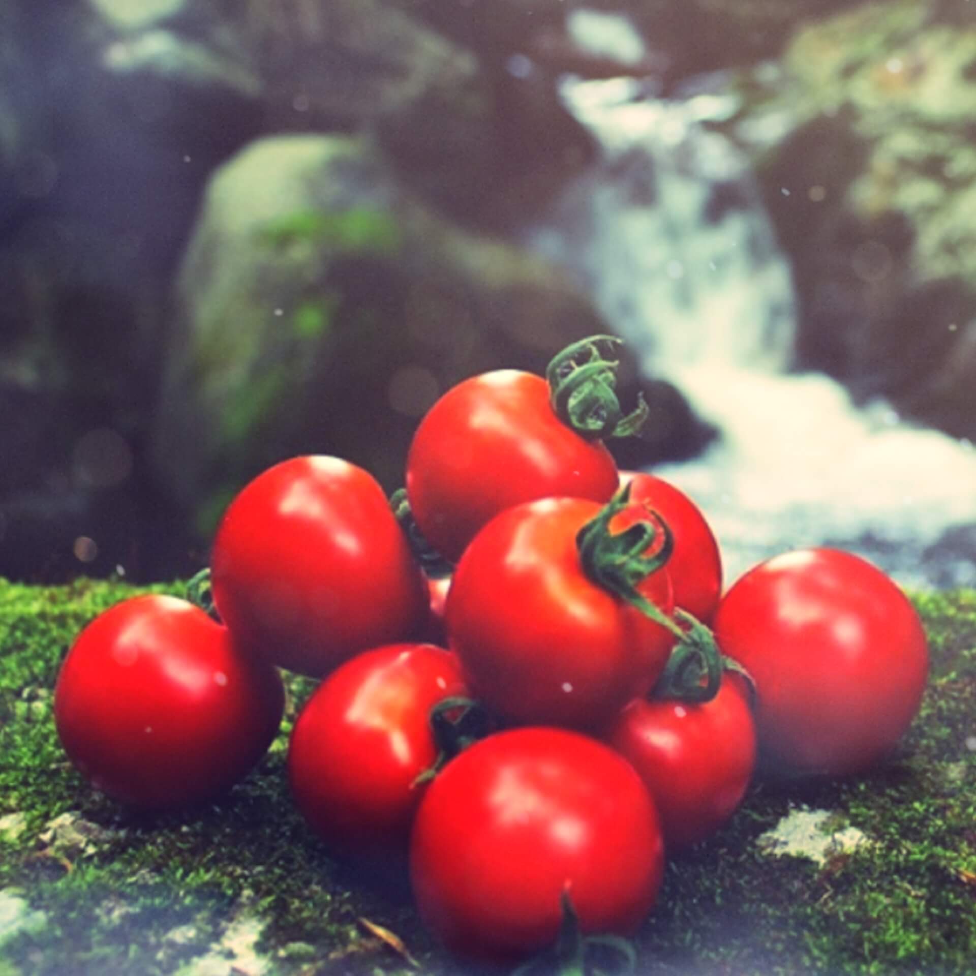 ミディトマト［フルティカ1.8kg］ | 産地直送 南信州野菜通販|自然が育む高原トマトの小林農園《公式》